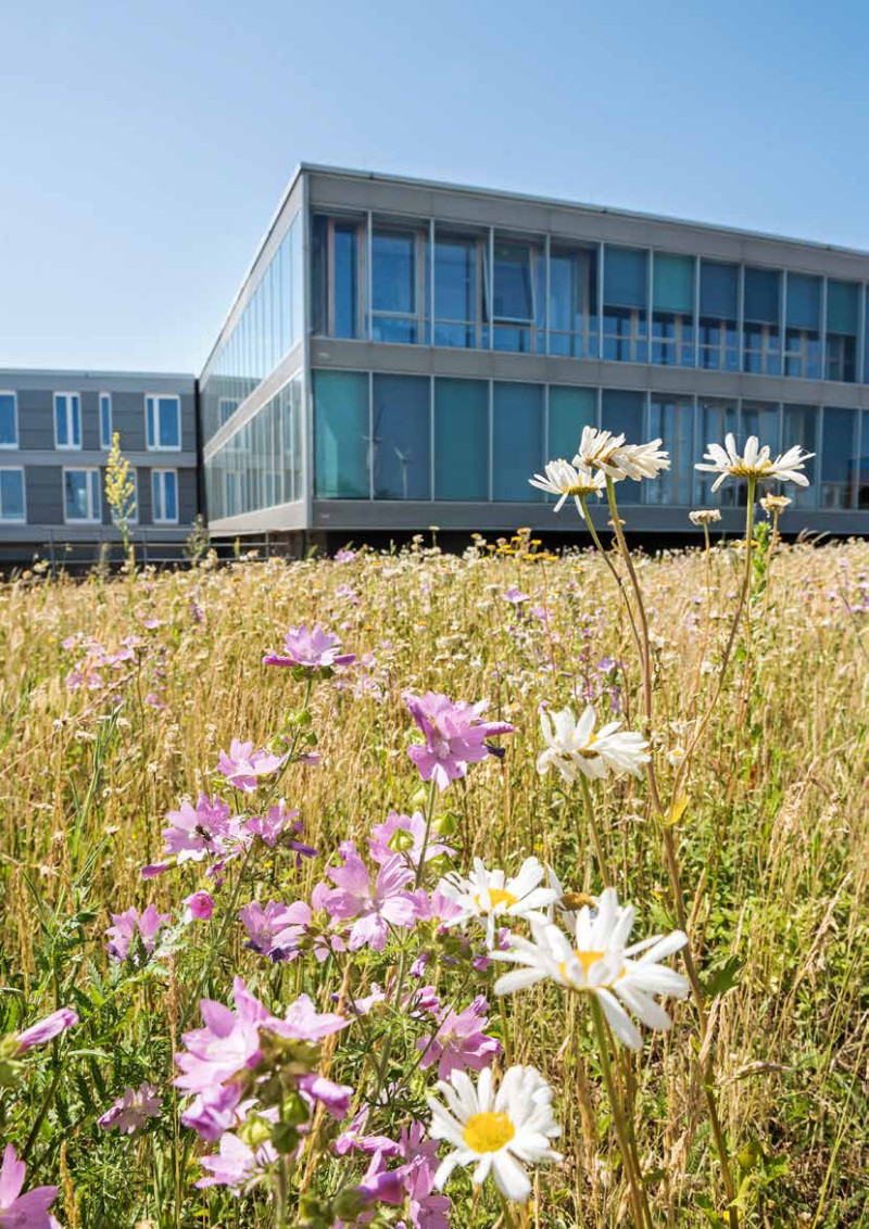 Nahaufnahme der Wildblumenwiese in Seehausen mit blühenden Pflanzen