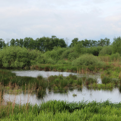 Ansicht naturbelassene Gewässer